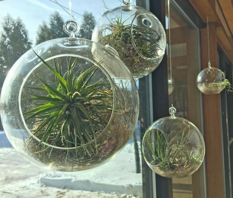 Air Plants