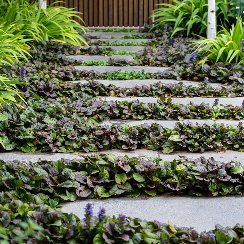 Ajuga