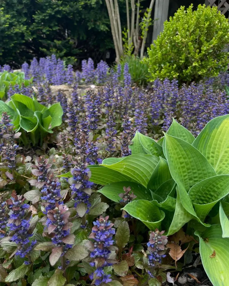Ajuga