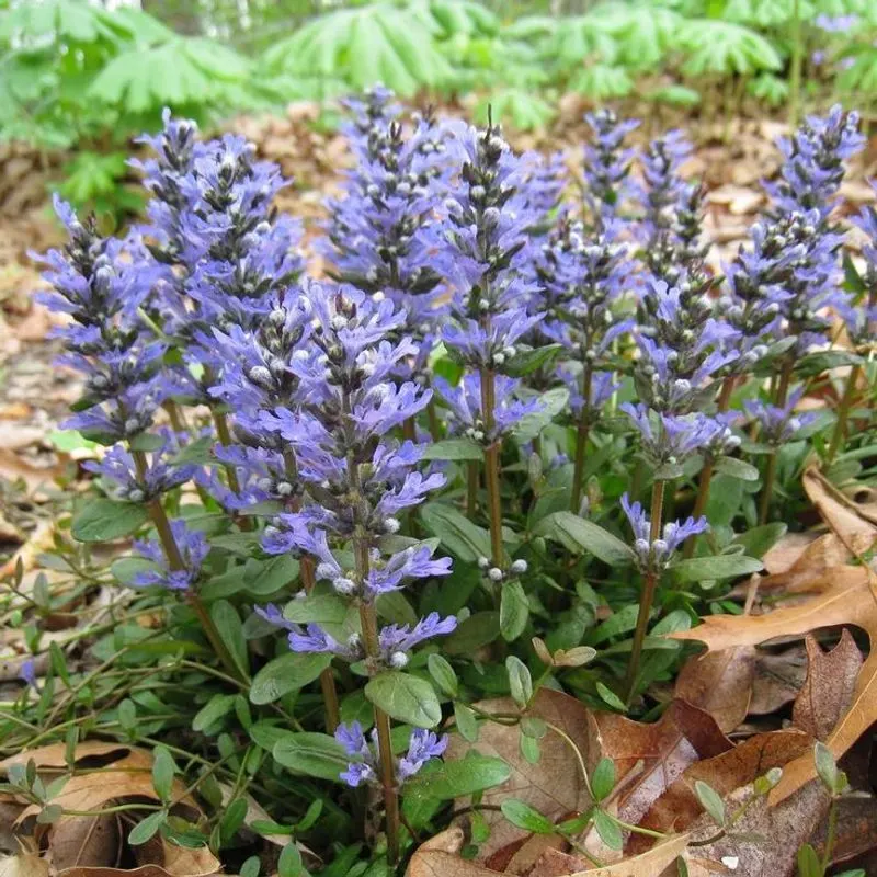 Ajuga