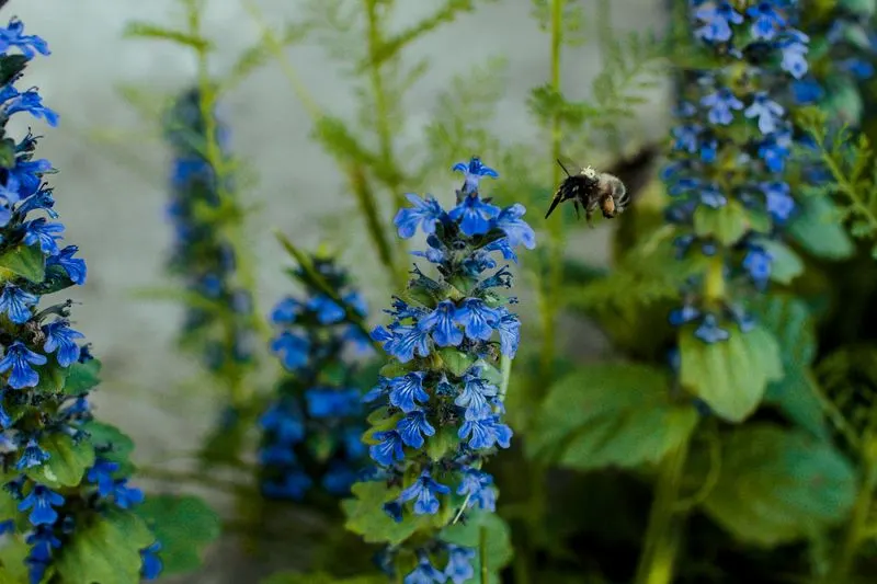 Ajuga