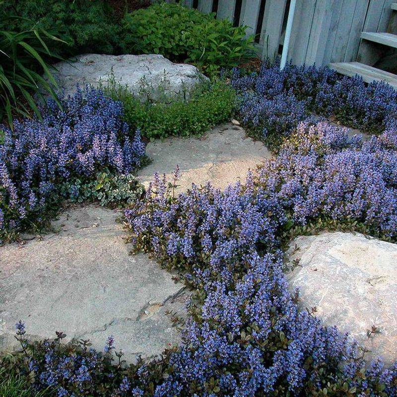 Ajuga (Bugleweed)