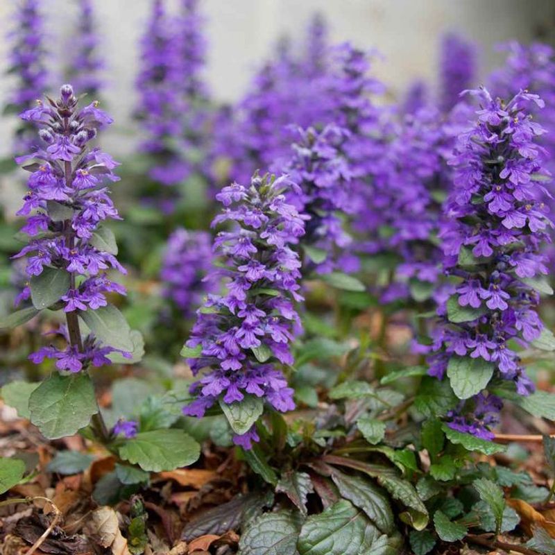 Ajuga Reptans