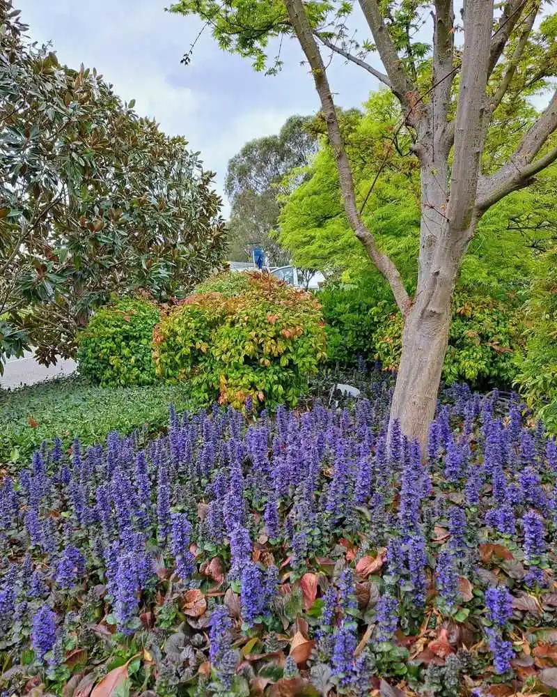 Ajuga
