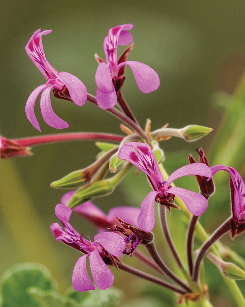 Akebia (Chocolate Vine)