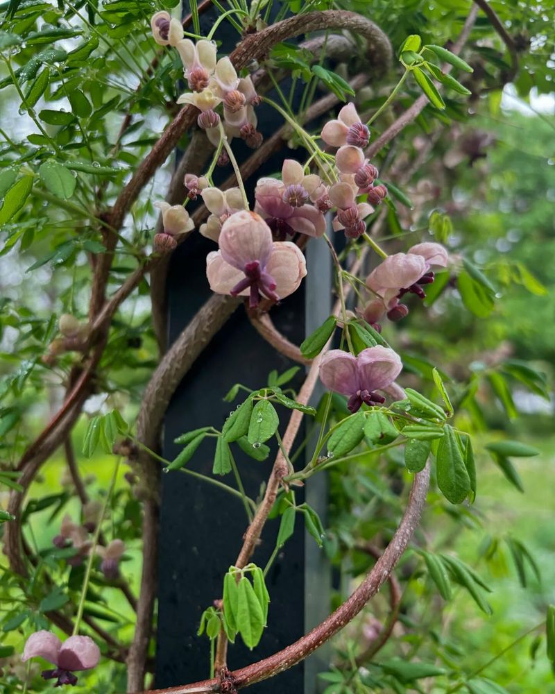 Akebia Quinata