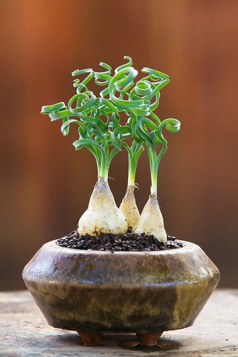 Albuca Spiralis