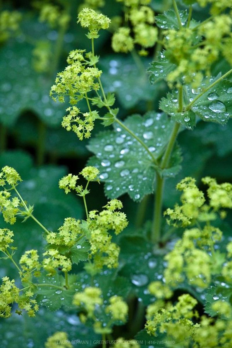 Alchemilla Mollis