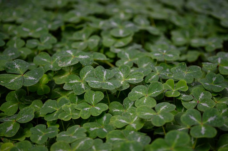 Clover