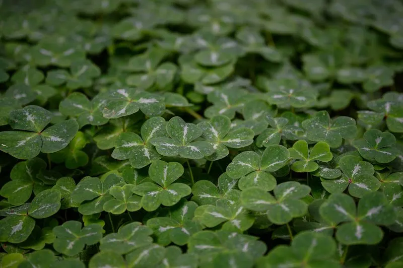 Clover