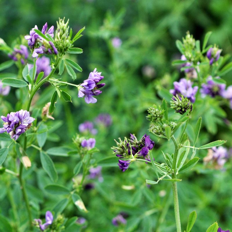 Alfalfa