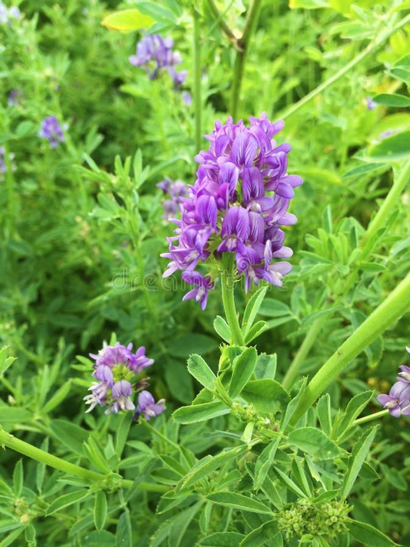 Alfalfa