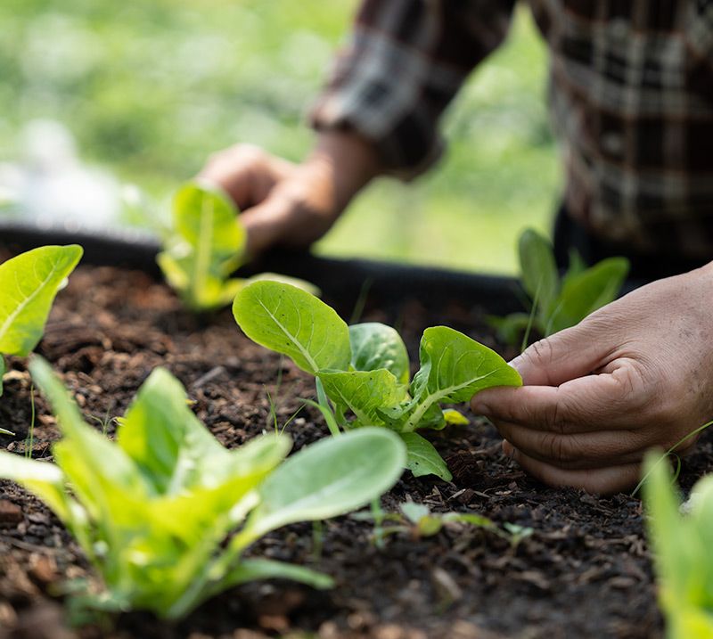 Algae as Fertilizer