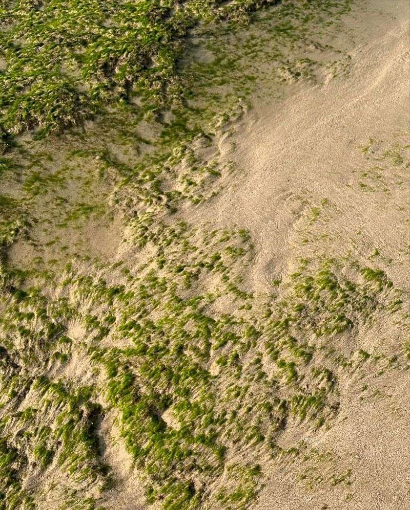 Algae