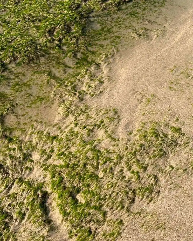 Algae