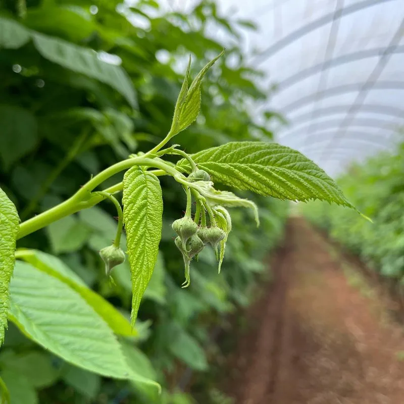 All Bugs Are Bad for Plants