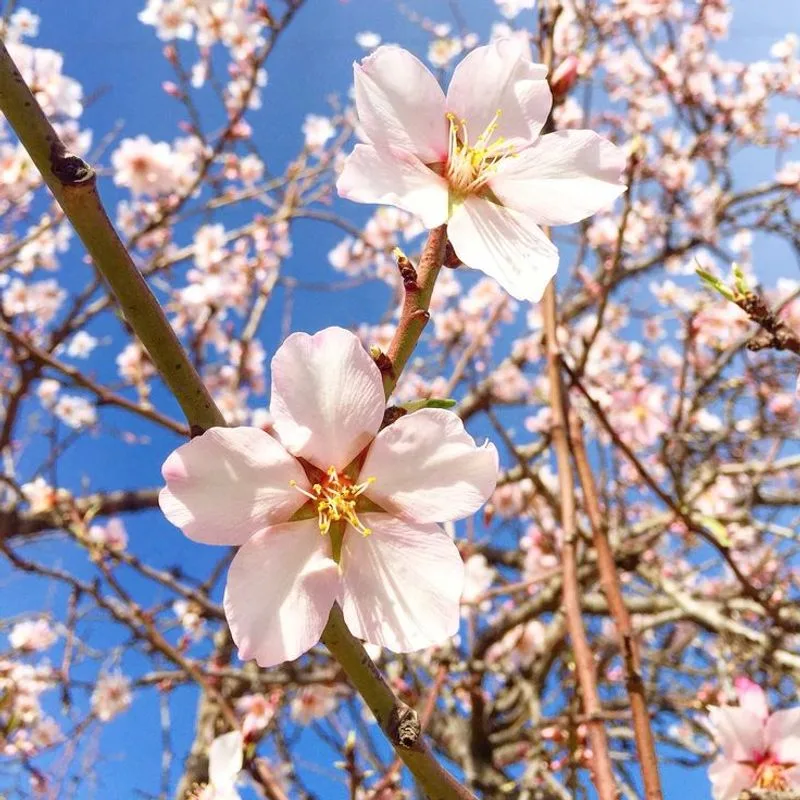 Almond Blossoms