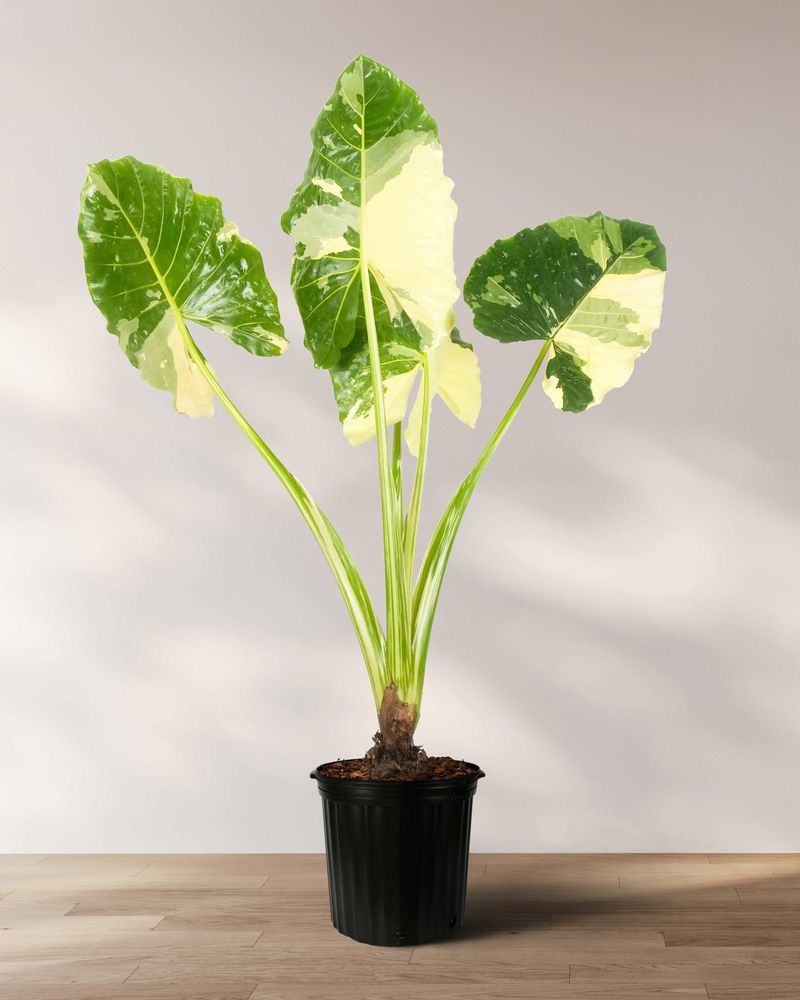 Alocasia