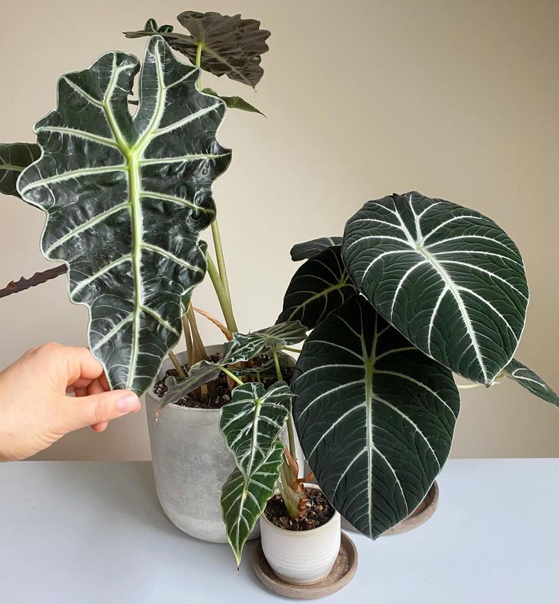 Alocasia