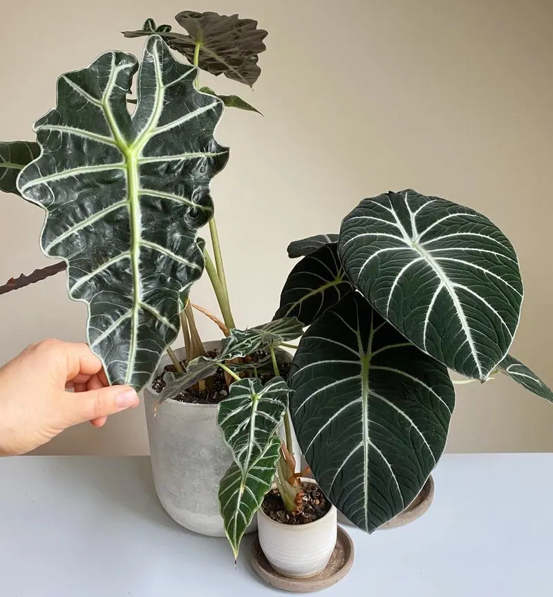Alocasia