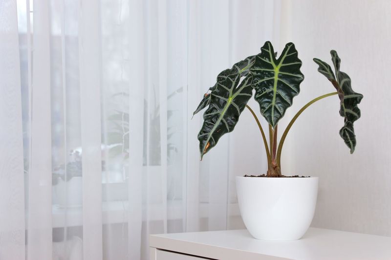Alocasia