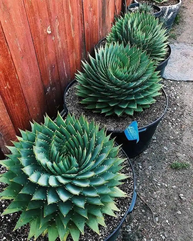 Aloe Polyphylla (Spiral Aloe)