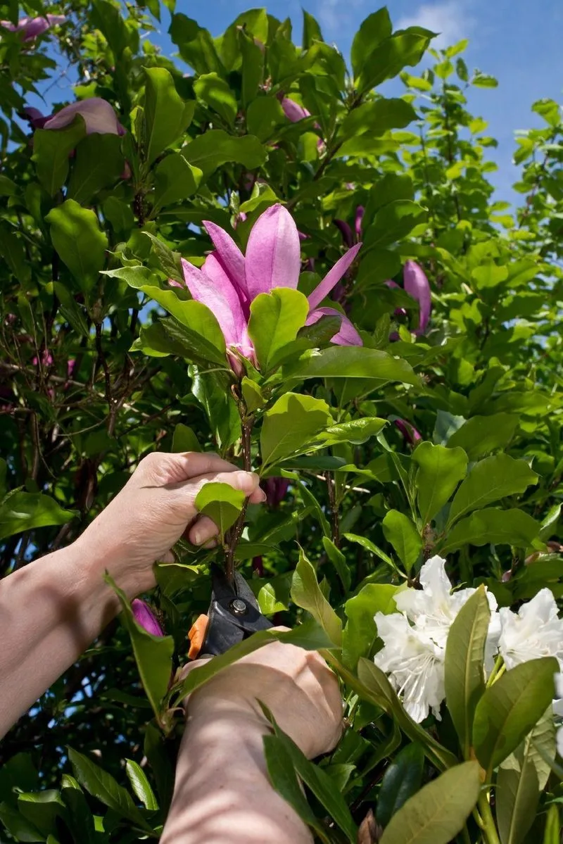 Magnolia