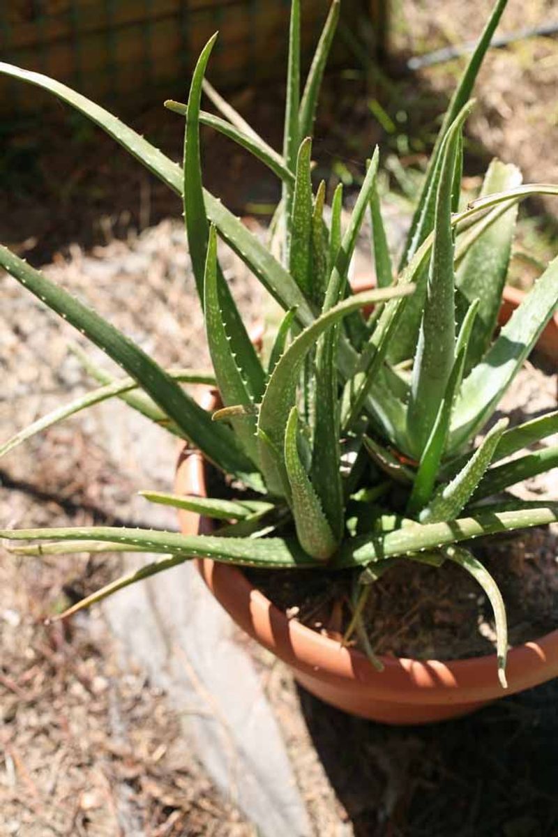 Aloe Vera