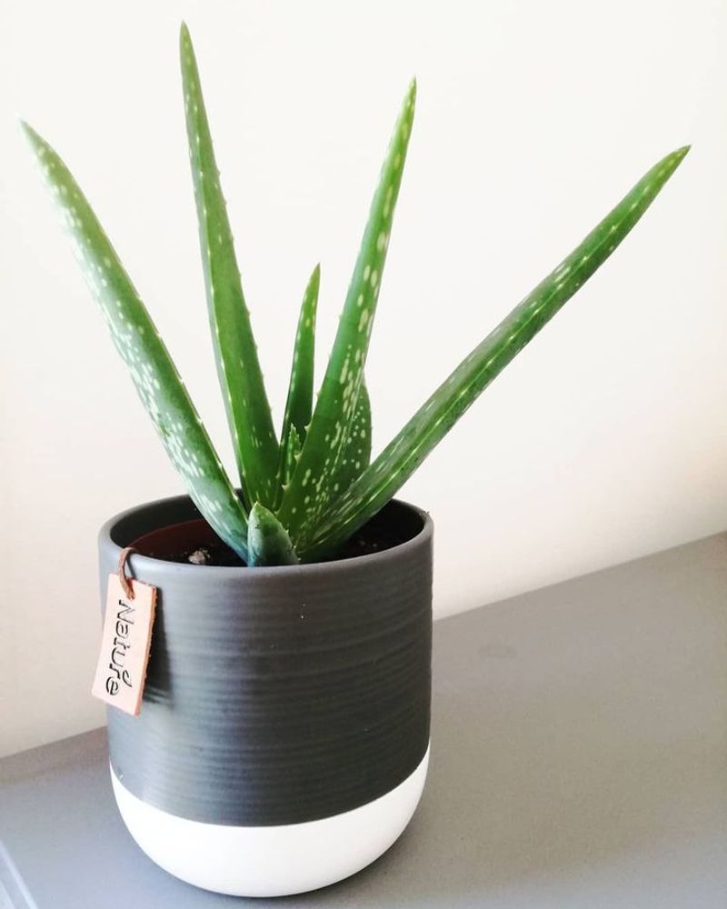 Aloe Vera