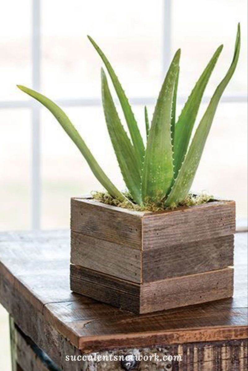Aloe Vera