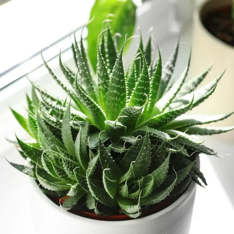 Aloe Vera
