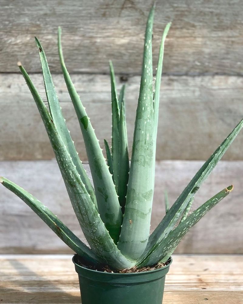 Aloe Vera