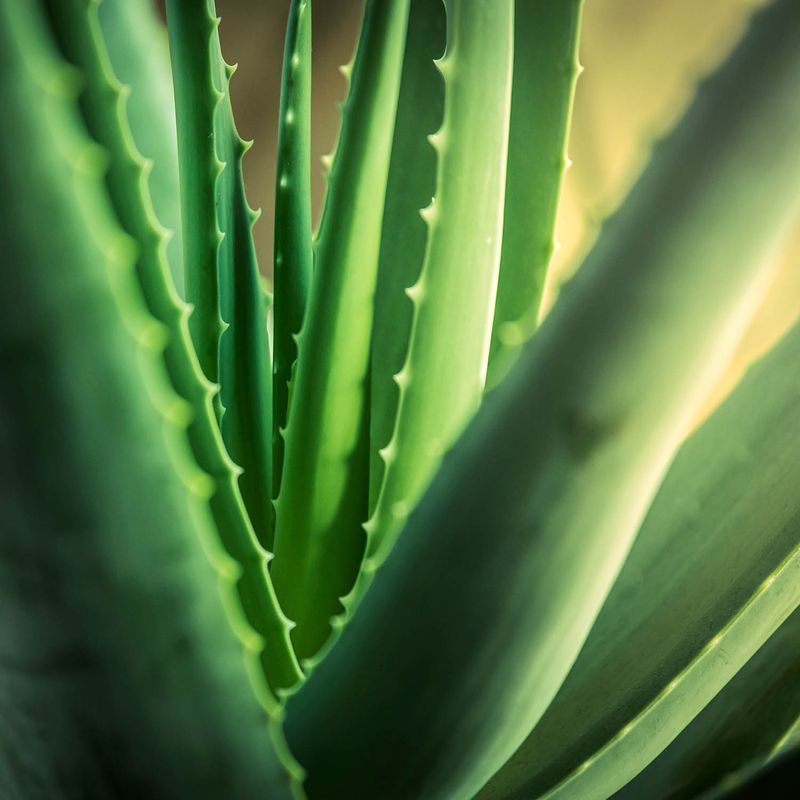 Aloe Vera
