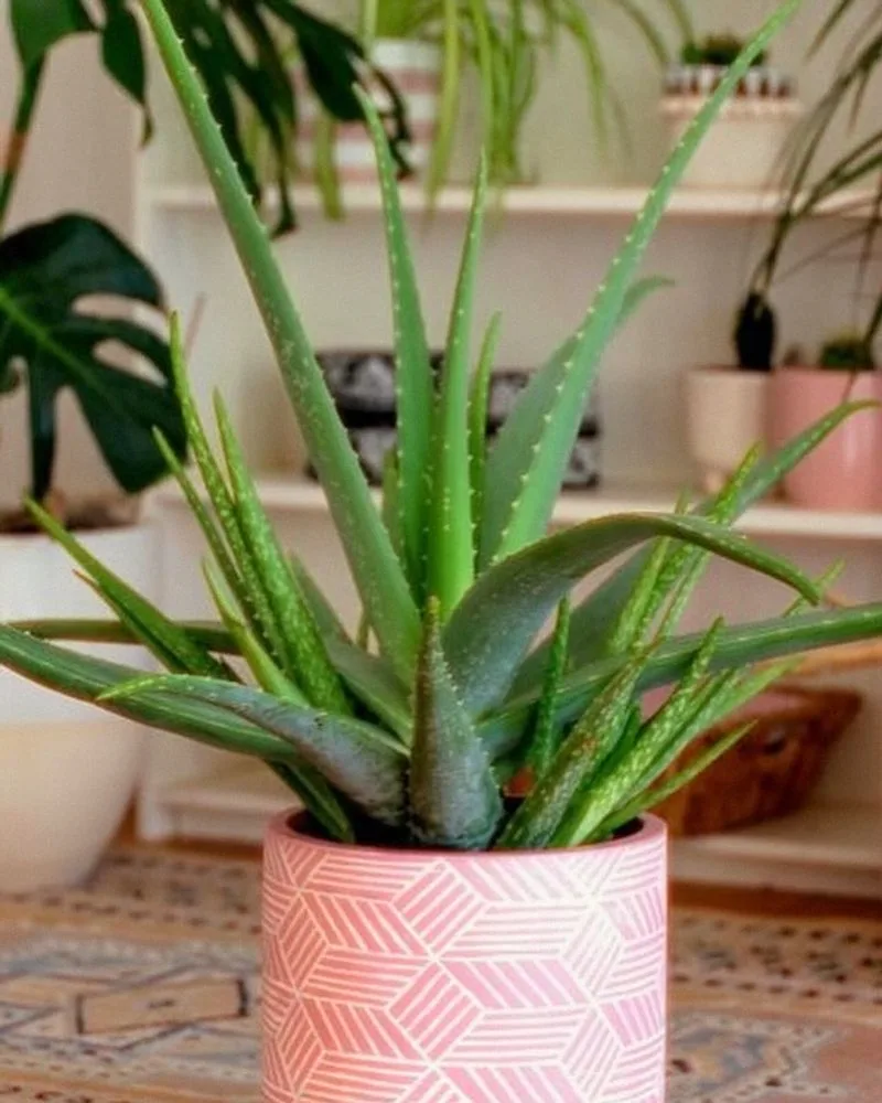 Aloe Vera