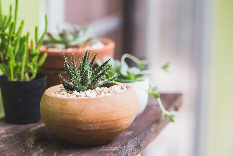 Aloe Vera