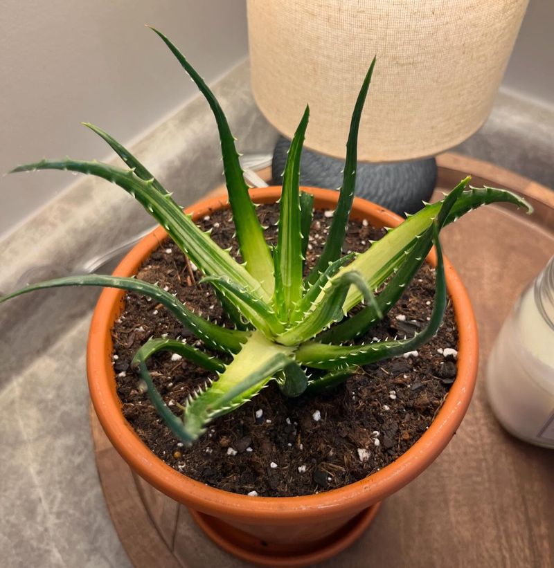 Aloe Vera