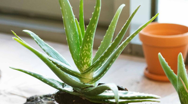 Aloe Vera