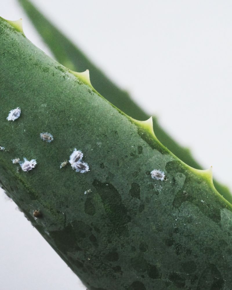 Aloe Vera