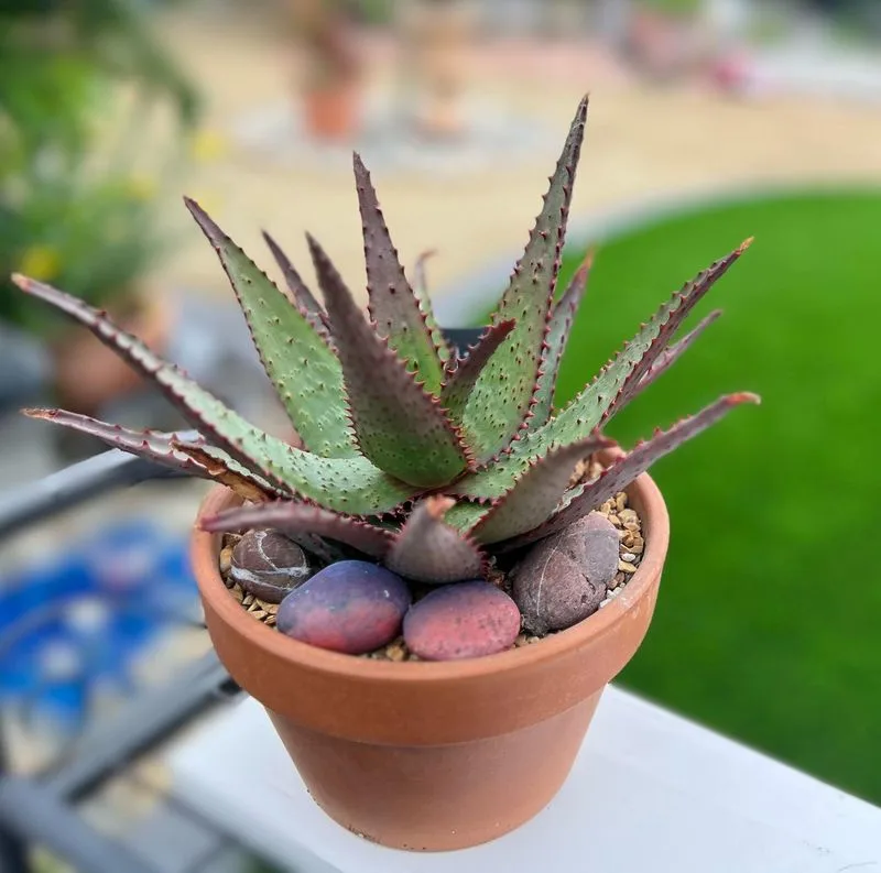 Aloe Vera