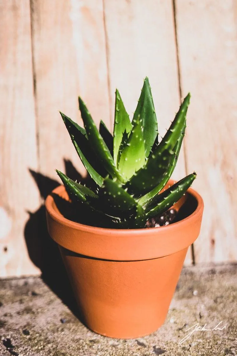 Aloe Vera