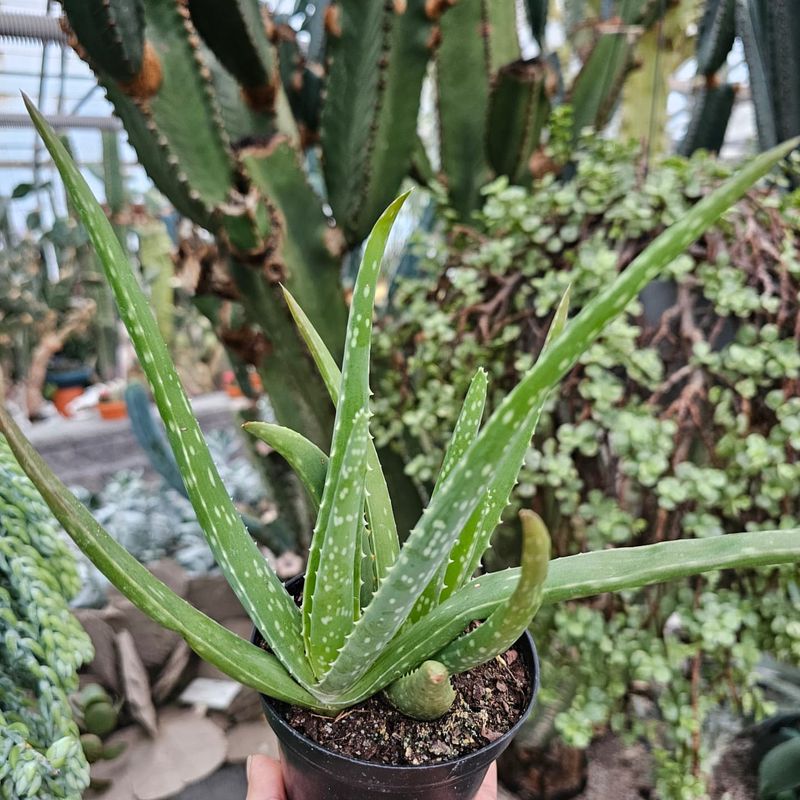 Aloe Vera