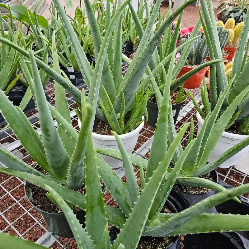 Aloe Vera