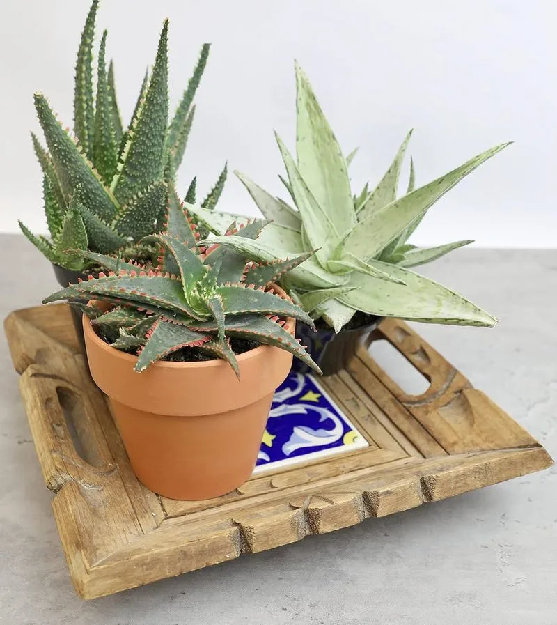 Aloe Vera