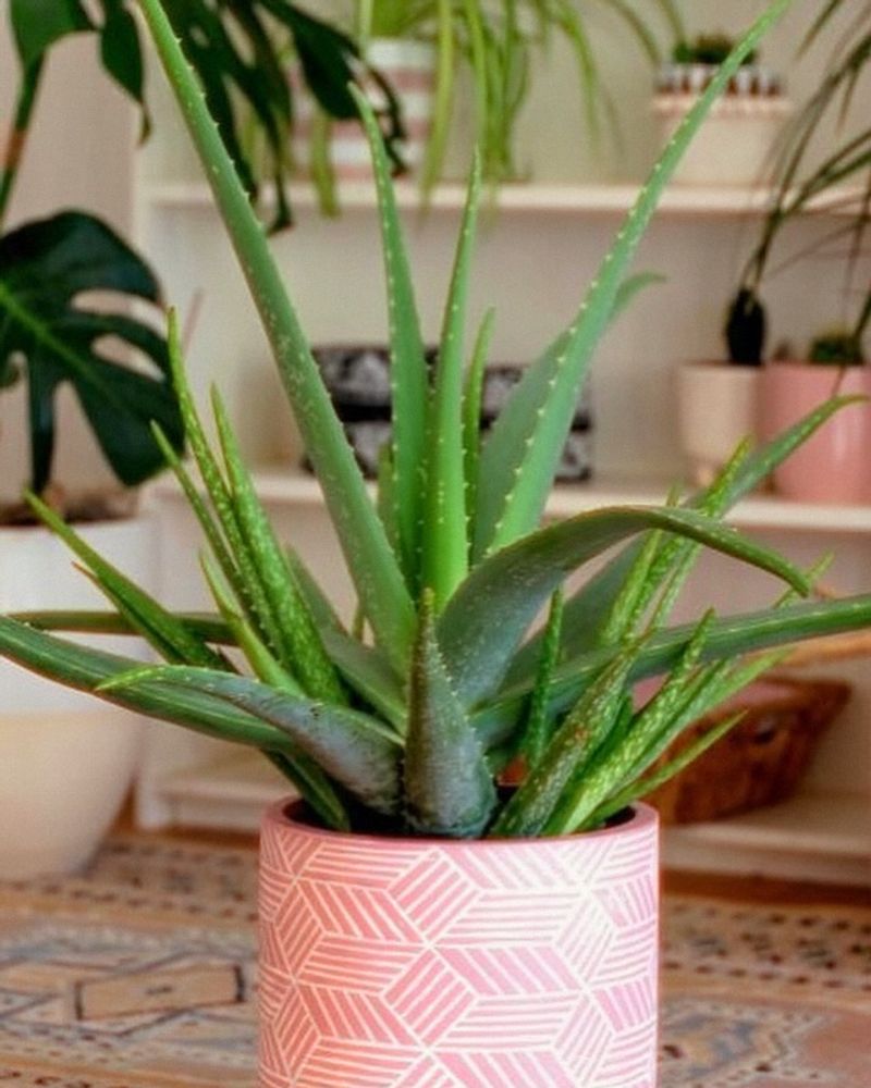 Aloe Vera