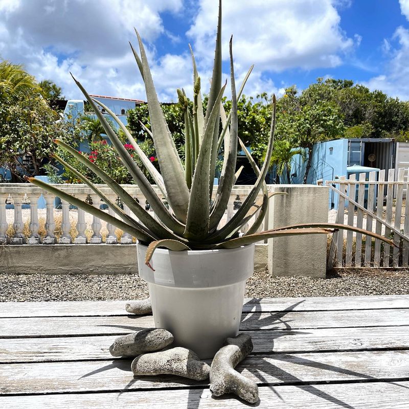 Aloe Vera