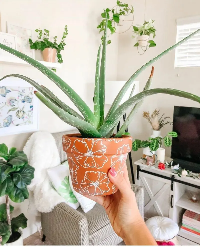 Aloe Vera