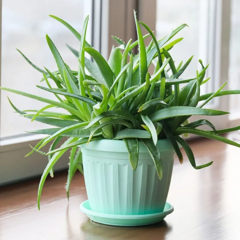 Aloe Vera