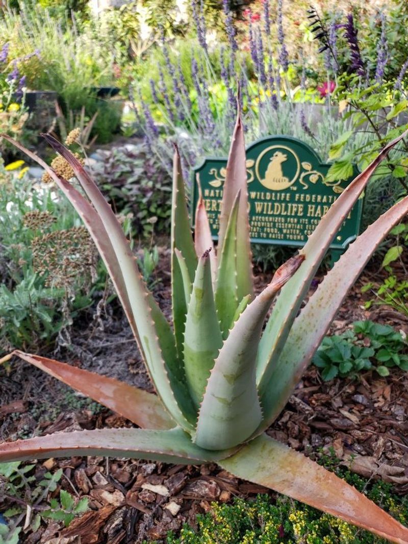 Aloe Vera