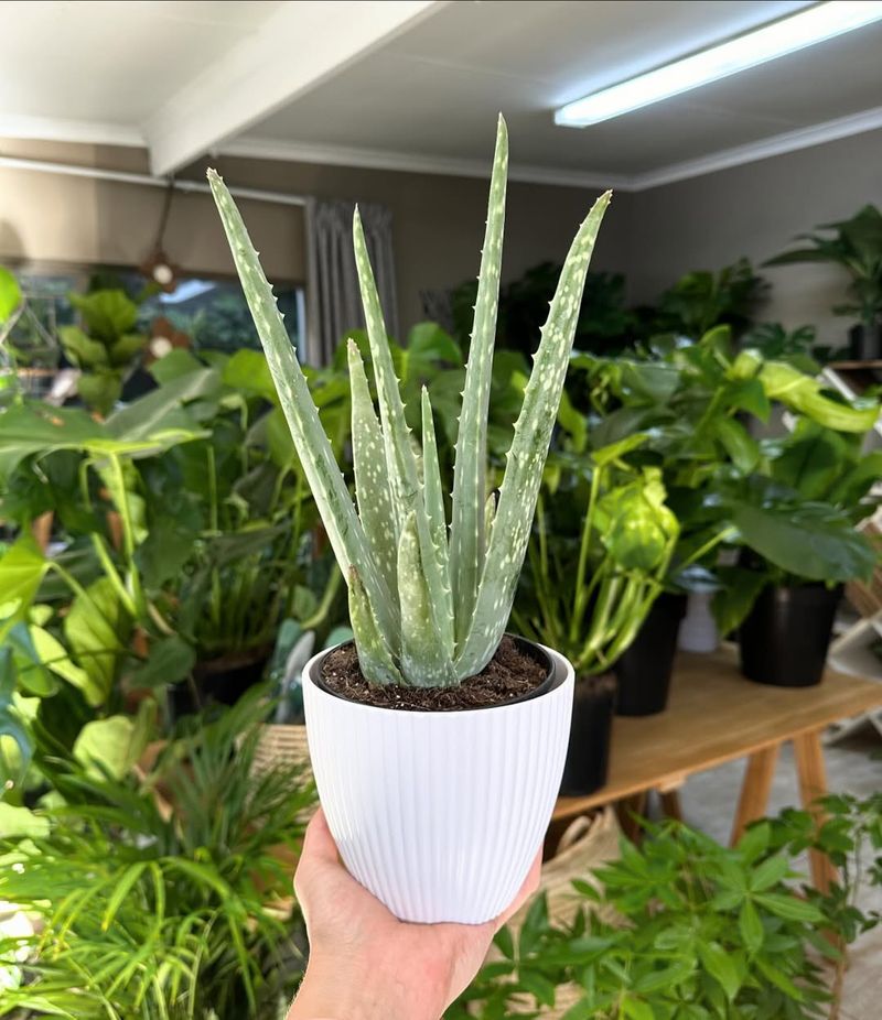 Aloe Vera's Air-Purifying Power