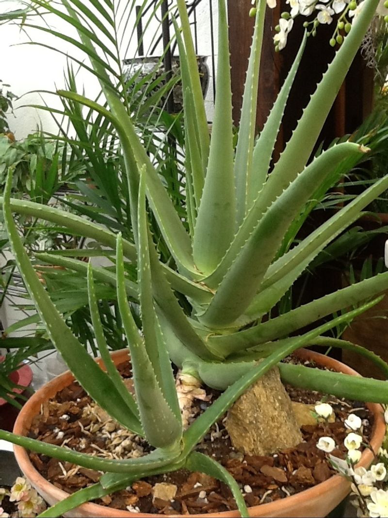 Aloe Vera Accent